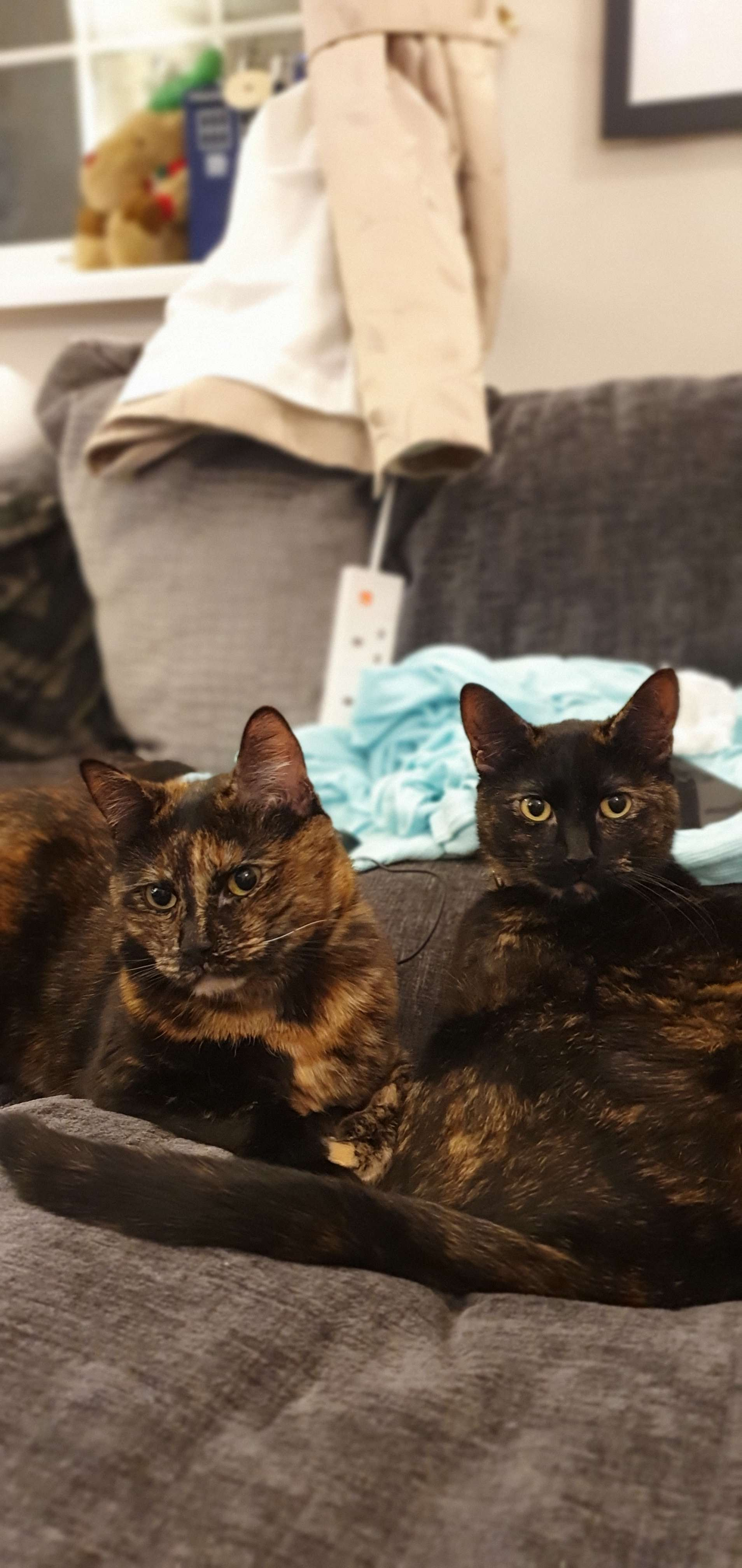 Bell and Teaser, tortoiseshell cats relaxing on a couch