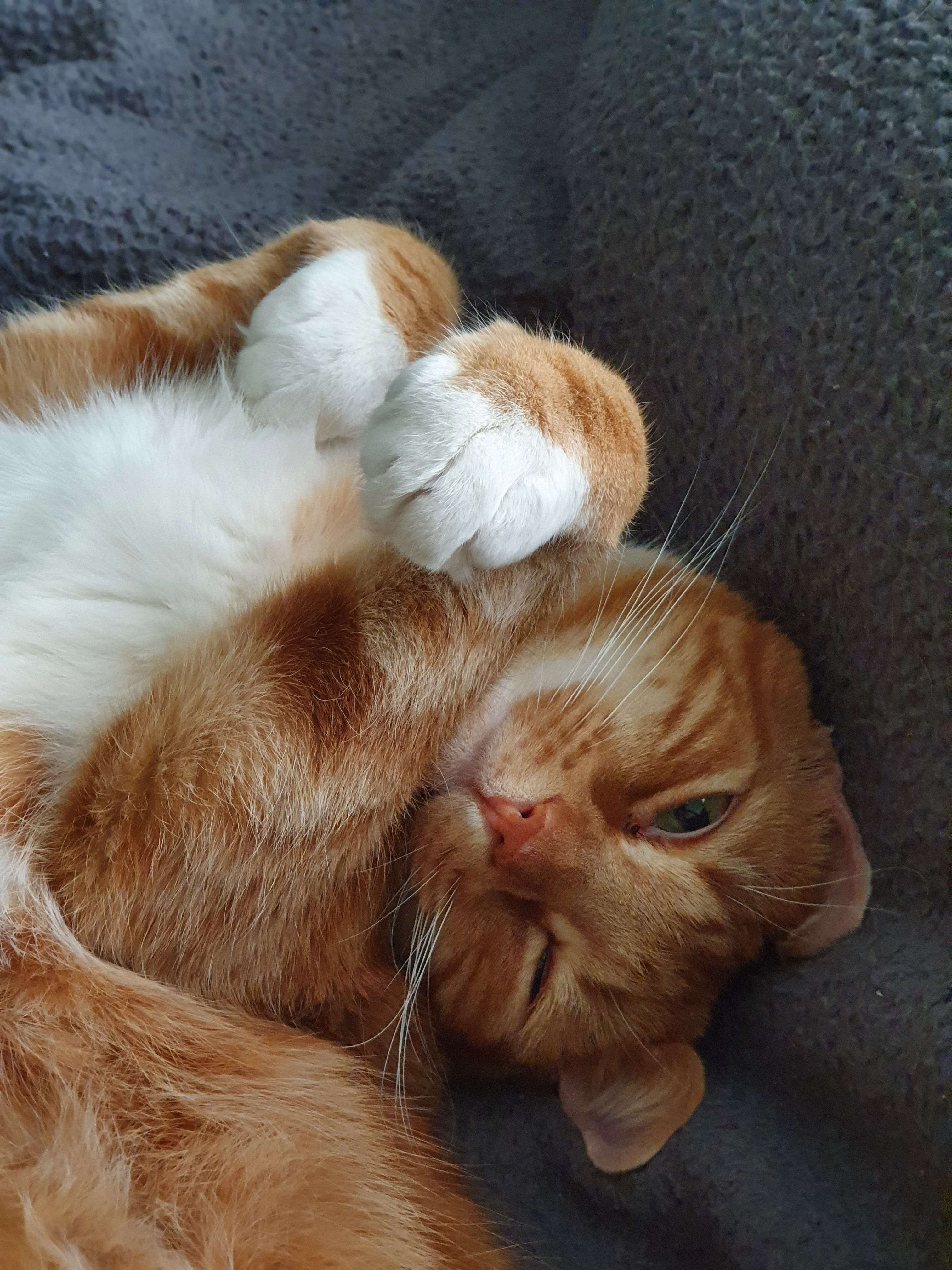 Captain Flapjack, ginger cat covering his face
