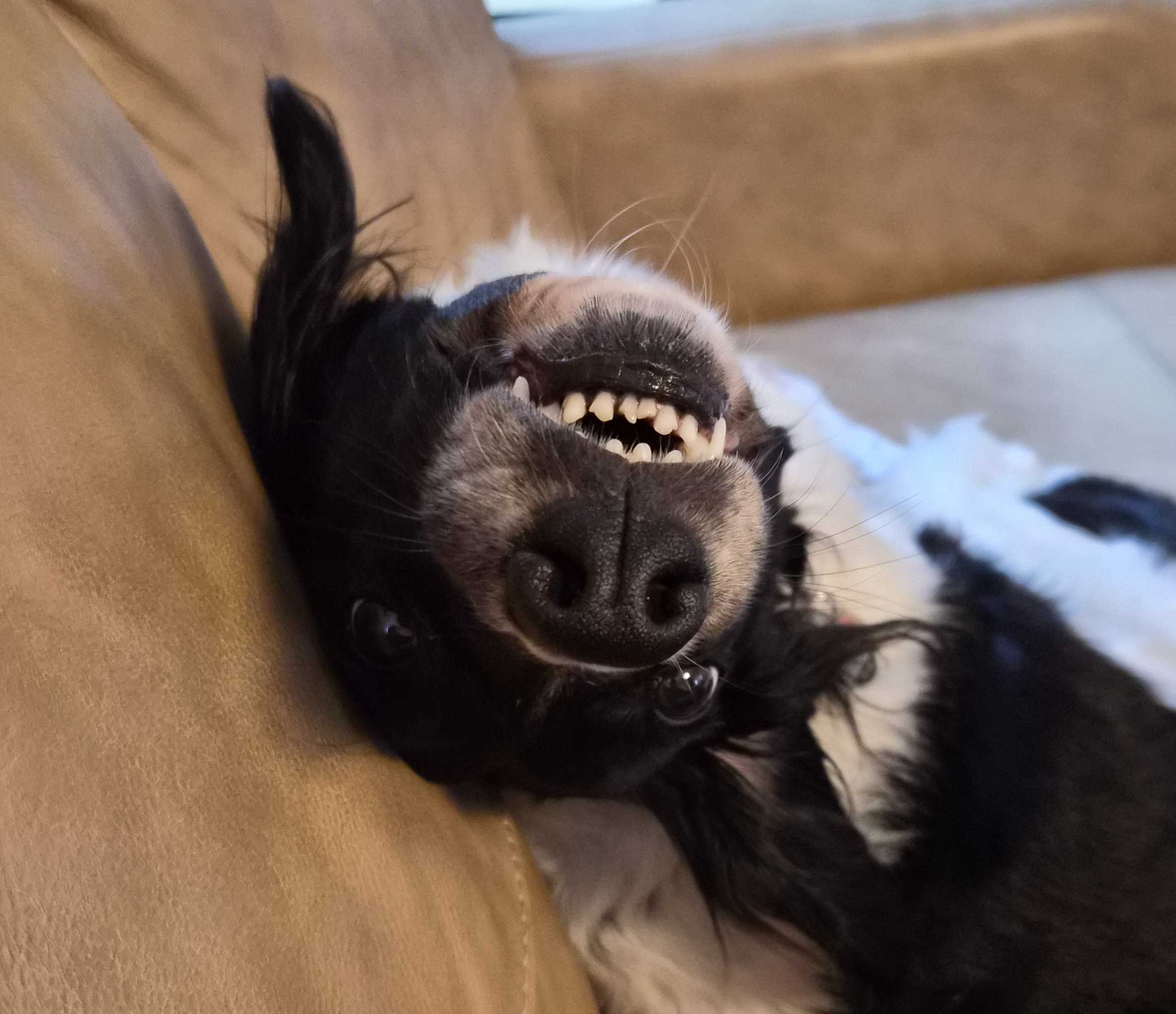 Evigt, dog grinning upside down
