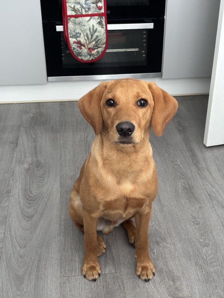 Frank, golden lab