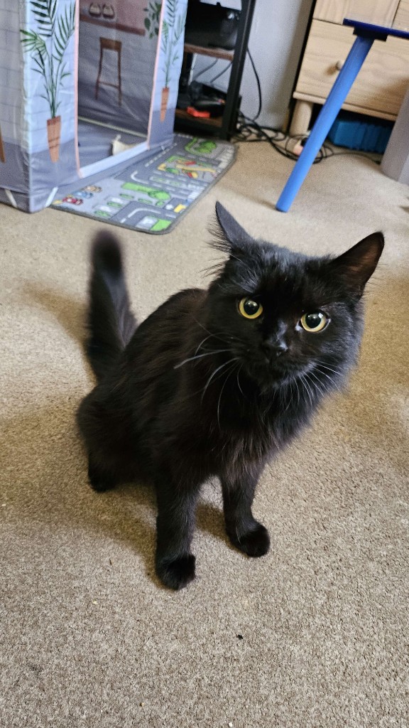 Spook, fluffy black cat